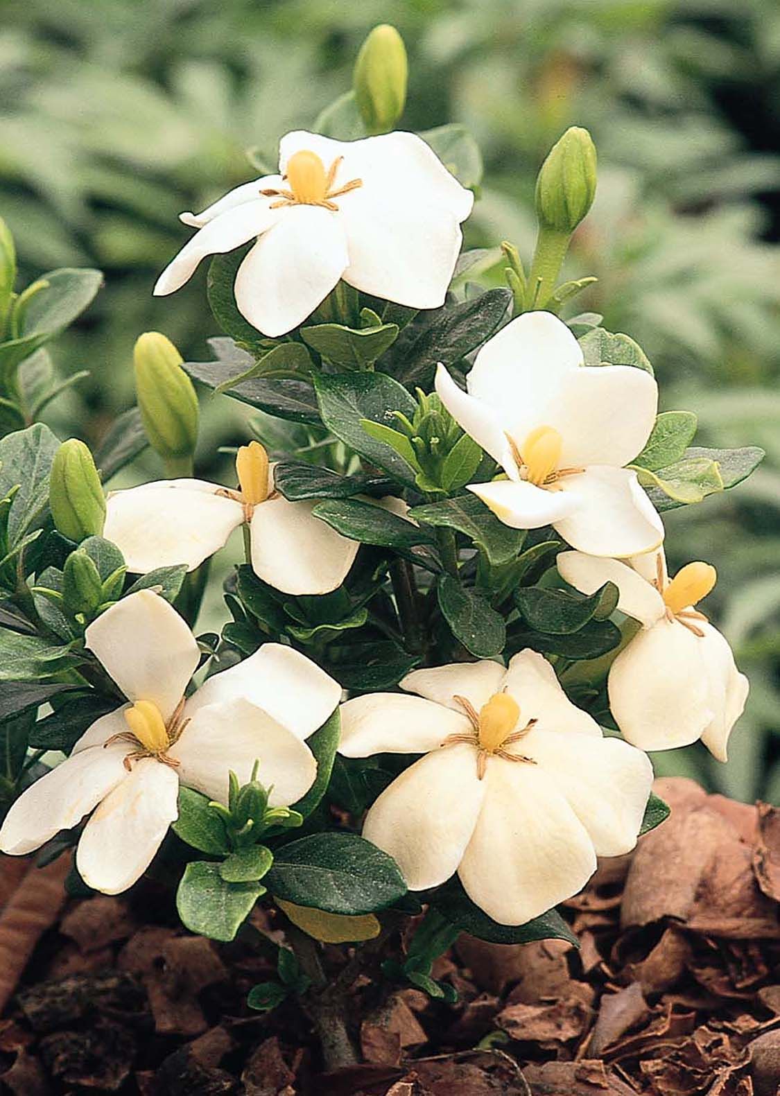 GARDENIA JASMINOIDES KLEIM'S HARDY VASO 17CM
