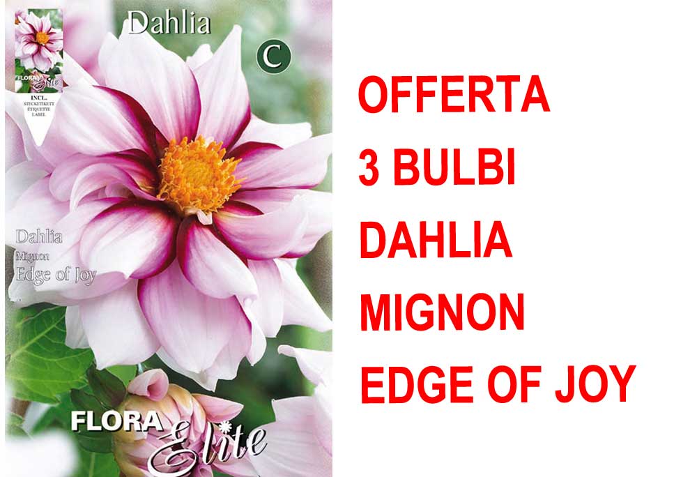 OFFERTA 3 BULBI DI DAHLIA MIGNON EDGE OF JOY