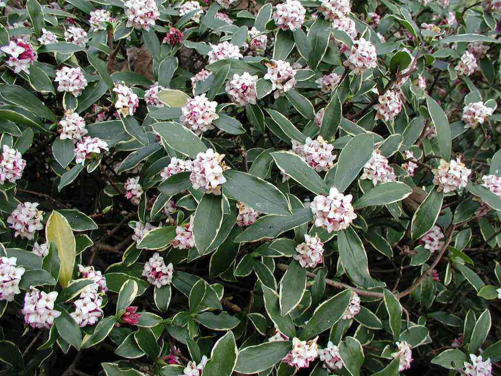 DAPHNE ODORA AUREOMARGINATA VASO 17CM