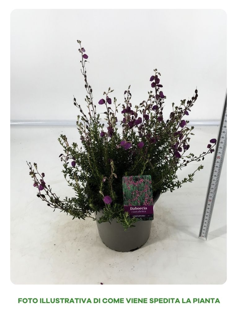 DABOECIA CANTABRICA IN VASO DA 15CM