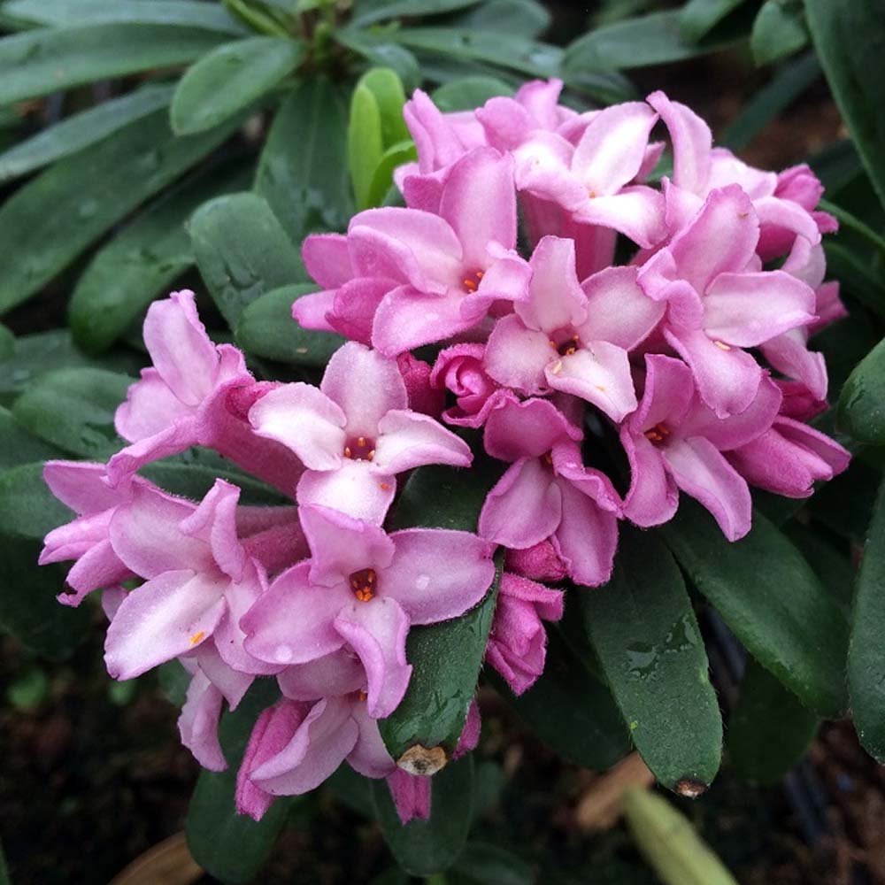 DAFNE PINK FRAGRANCE IN VASO DA 17CM