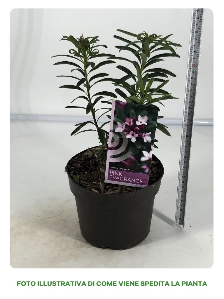 DAFNE PINK FRAGRANCE IN VASO DA 17CM