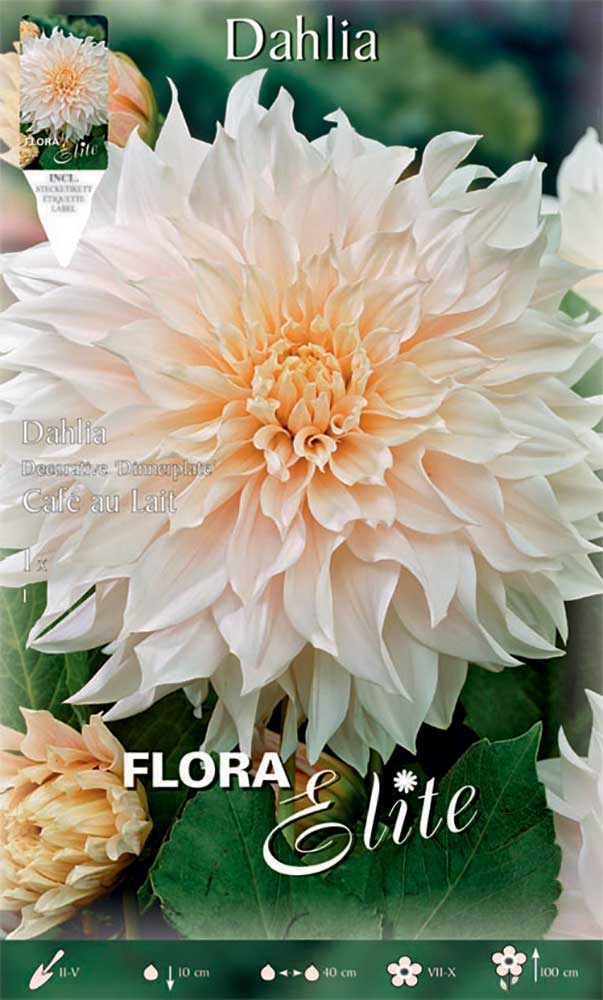 DAHLIA DINNERPLATE CAFE AU LAIT (CONFEZIONE DA 1 BULBO)
