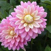DAHLIA IN VASO 14CM COLORI ASSORTITI
