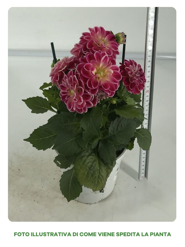 DAHLIA IN VASO 14CM COLORI ASSORTITI