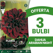 OFFERTA 3 BULBI DAHLIA DECORATIVE ARABIAN NIGHT