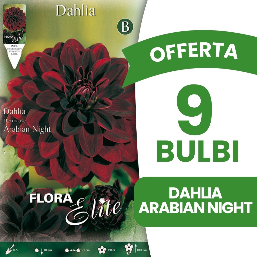 OFFERTA 9 BULBI DAHLIA DECORATIVE ARABIAN NIGHT