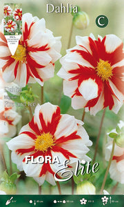 DAHLIA MIGNON FIRE AND ICE (CONFEZIONE DA 1 BULBO)
