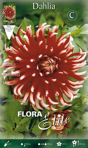 DAHLIA CACTUS FRIQUOLET (PAQUET DE 1 BULBE)
