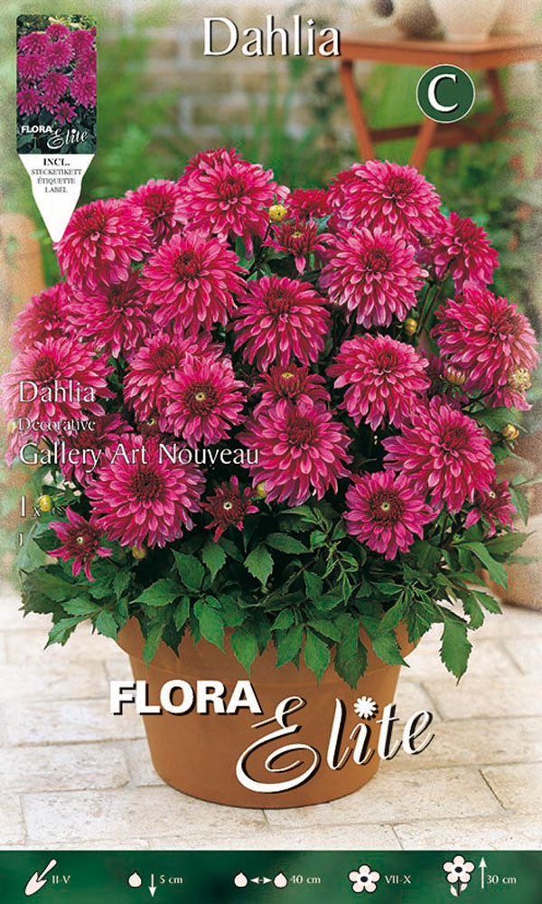 OFFERTA 7 BULBI DAHLIA DECORATIVE GALLERY ART NOUVEAU