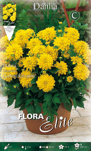 DAHLIA DECORATIVE GALLERY CZANNE (CONFEZIONE DA 1 BULBO)