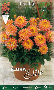 DAHLIA DECORATIVE GALLERY PABLO (CONFEZIONE DA 1 BULBO)