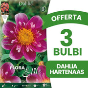OFFERTA 3 BULBI DAHLIA COLLAR HARTENAAS