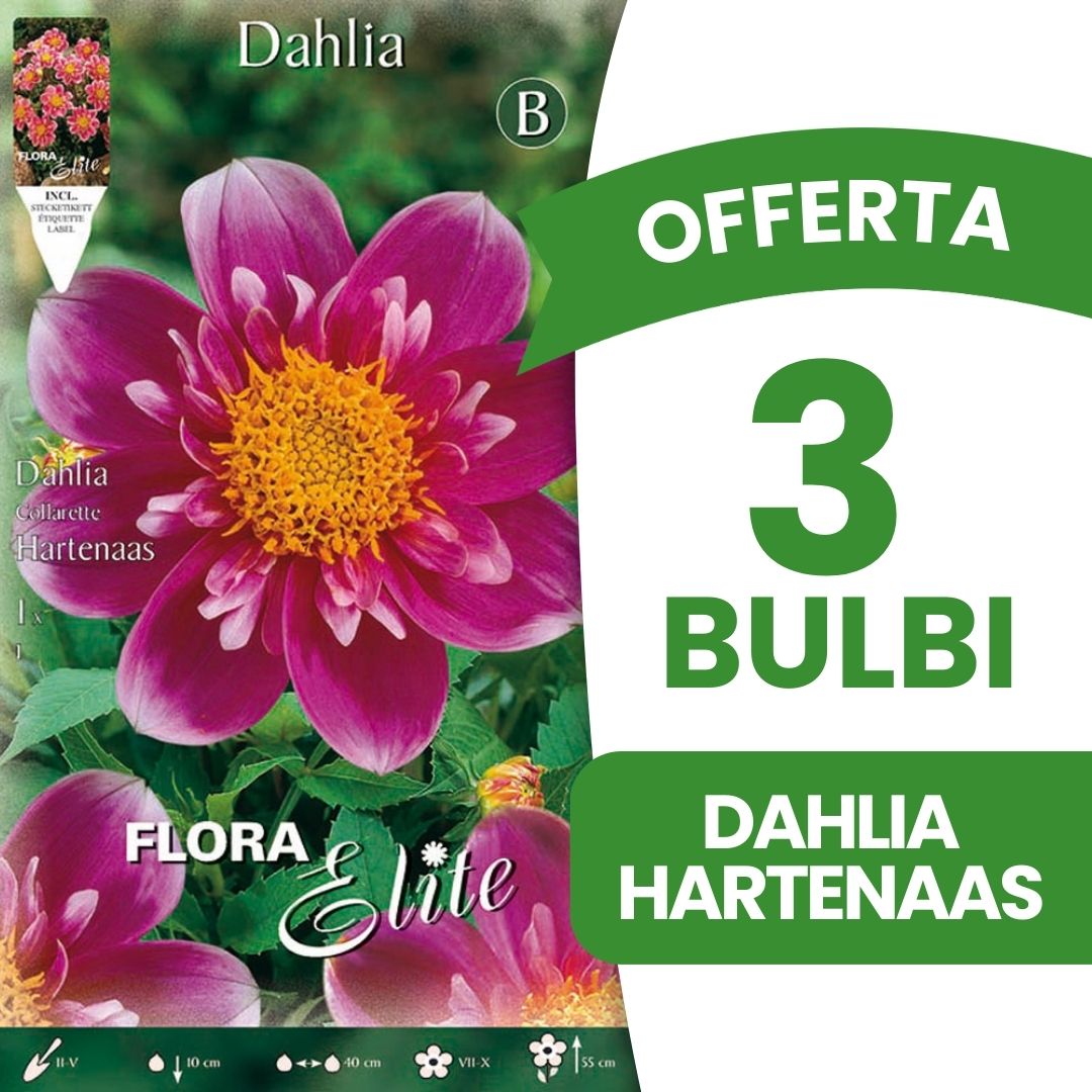 OFFERTA 3 BULBI DAHLIA COLLAR HARTENAAS