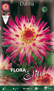 DAHLIA CACTUS HAYLEY JANE (CONFEZIONE DA 1 BULBO)