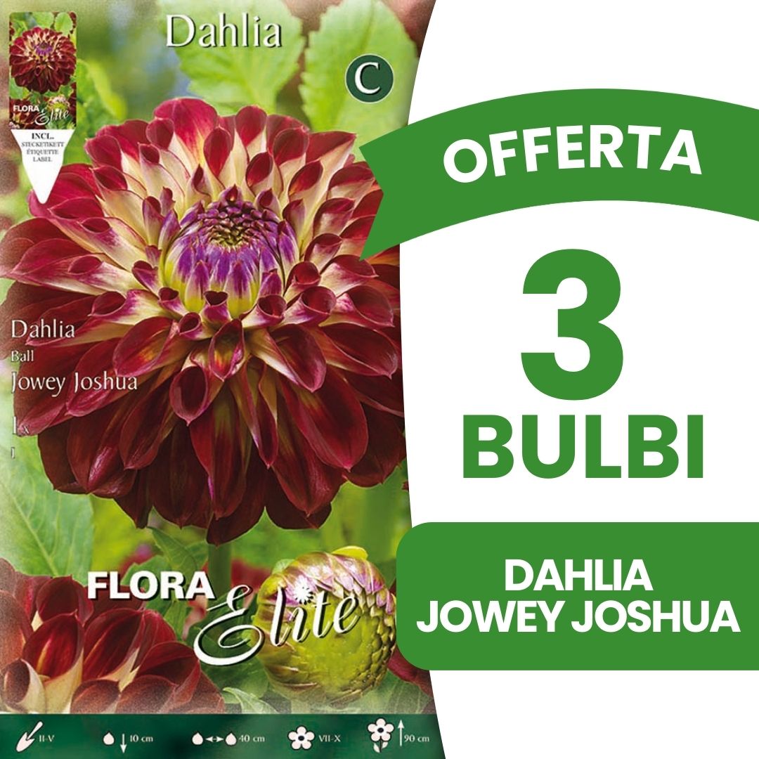 OFFERTA 3 BULBI DAHLIA JOWEY JOSHUA