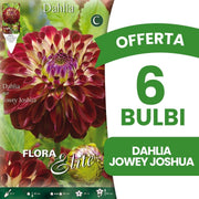 OFFERTA 6 BULBI DAHLIA JOWEY JOSHUA
