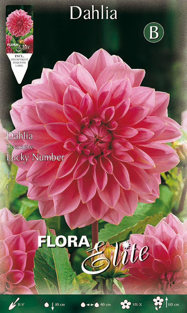 OFFERTA 3 BULBI DAHLIA DECORATIVE LUCKY NUMBER