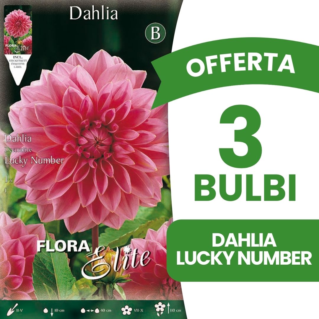 OFFERTA 3 BULBI DAHLIA DECORATIVE LUCKY NUMBER