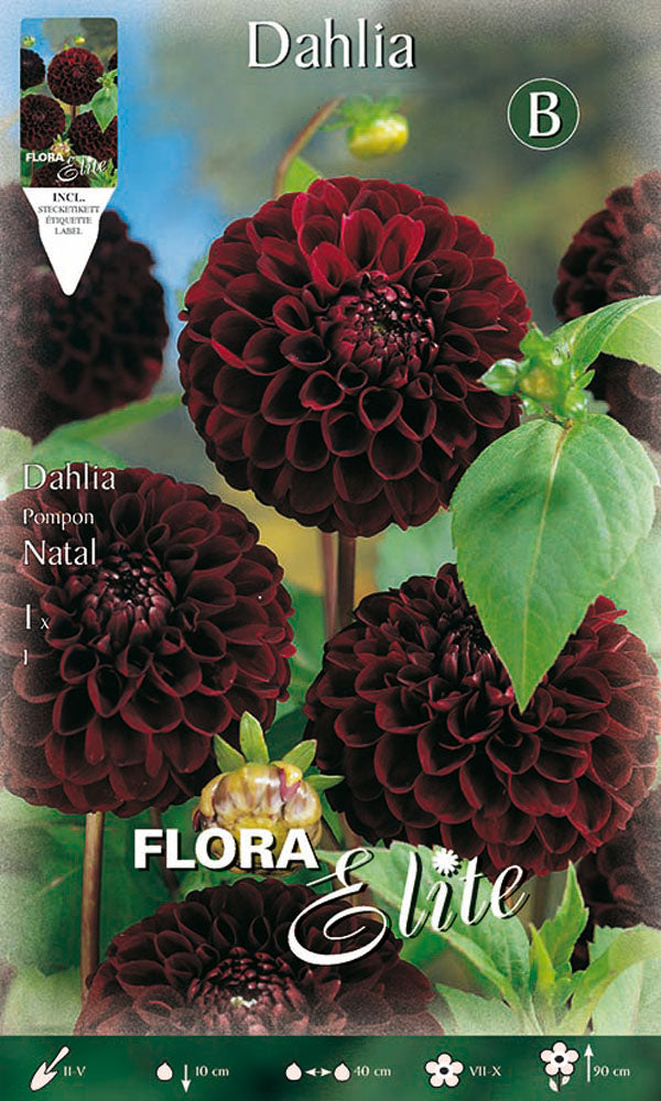 OFFERTA 7 BULBI DAHLIA POMPON NATAL