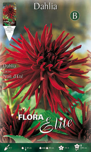 DAHLIA CACTUS NUIT D'ETE (CONFEZIONE DA 1 BULBO)