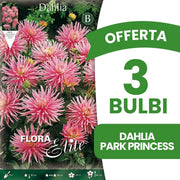 OFFERTA 3 BULBI DAHLIA DA BORDURA PARK PRINCESS