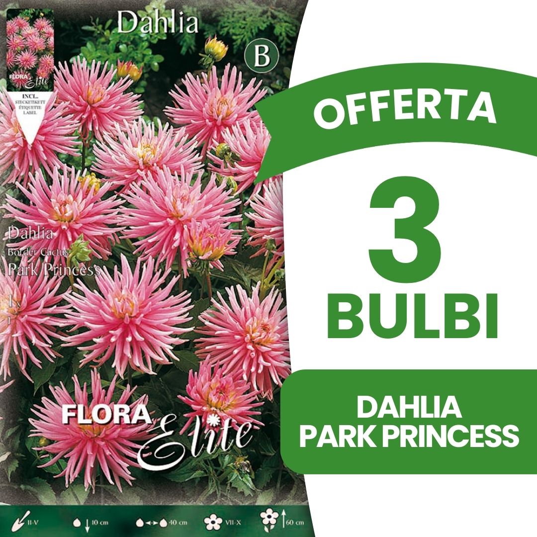 OFFERTA 3 BULBI DAHLIA DA BORDURA PARK PRINCESS