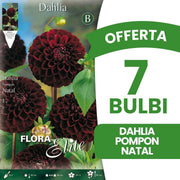 OFFERTA 7 BULBI DAHLIA POMPON NATAL