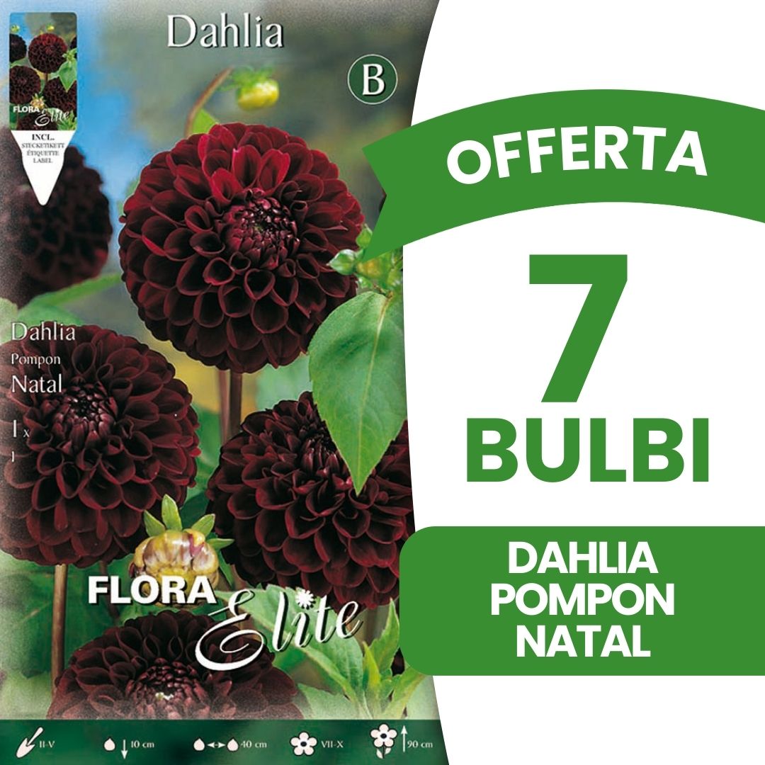 OFFERTA 7 BULBI DAHLIA POMPON NATAL