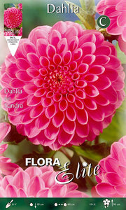 DAHLIA BALL SANDRA (CONFEZIONE DA 1 BULBO)