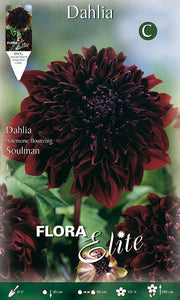 DAHLIA ANEMONE FLOWER SOULMAN (PAQUET DE 1 BULBE)