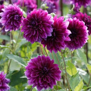 DAHLIA IN VASO DA 17CM