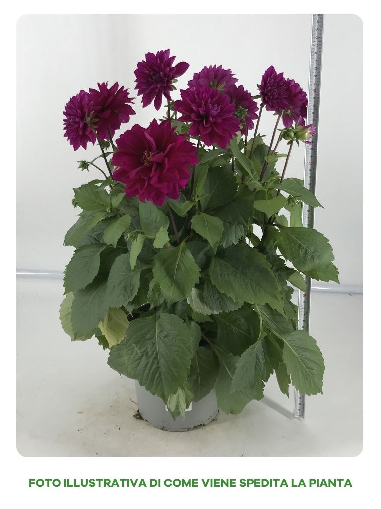 DAHLIA IN VASO DA 17CM