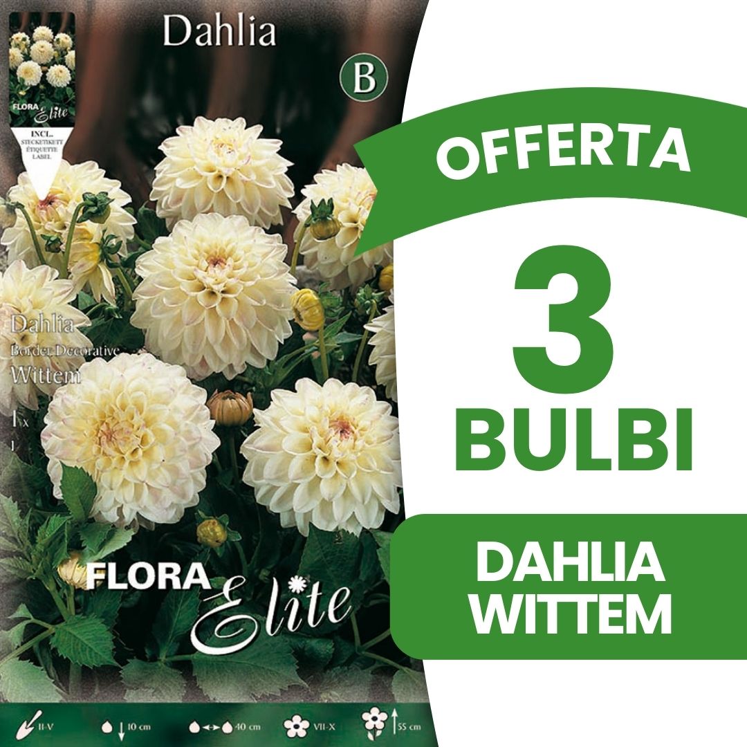OFFERTA 3 BULBI DAHLIA DA BORDURA DECORATIVE WITTEM