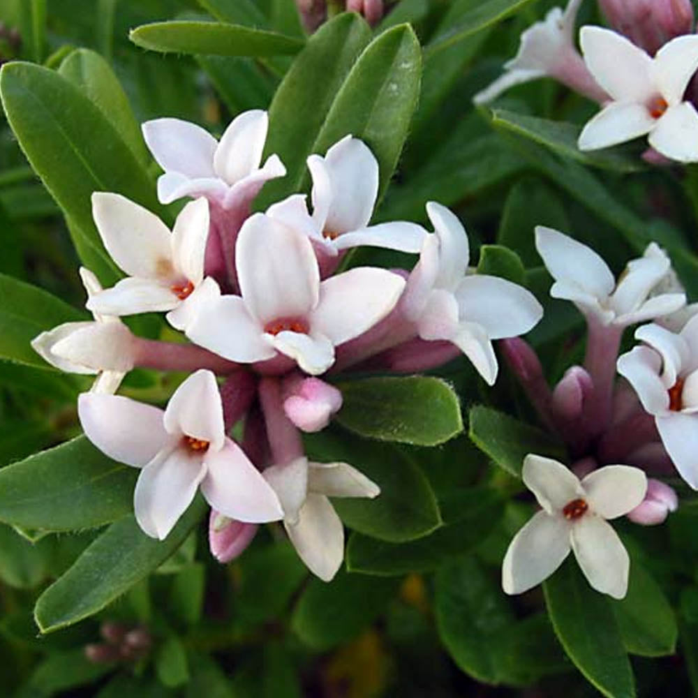 DAPHNE ETERNAL FRAGRANCE IN VASO DA 13CM
