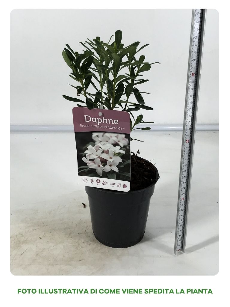 DAPHNE ETERNAL FRAGRANCE IN VASO DA 13CM