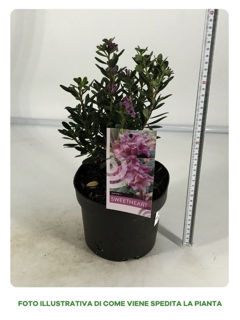 DAPHNE SWEET HEART IN VASO DA 17CM