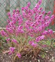 DAPHNE MEZEREUM RUBRA VASO 15CM