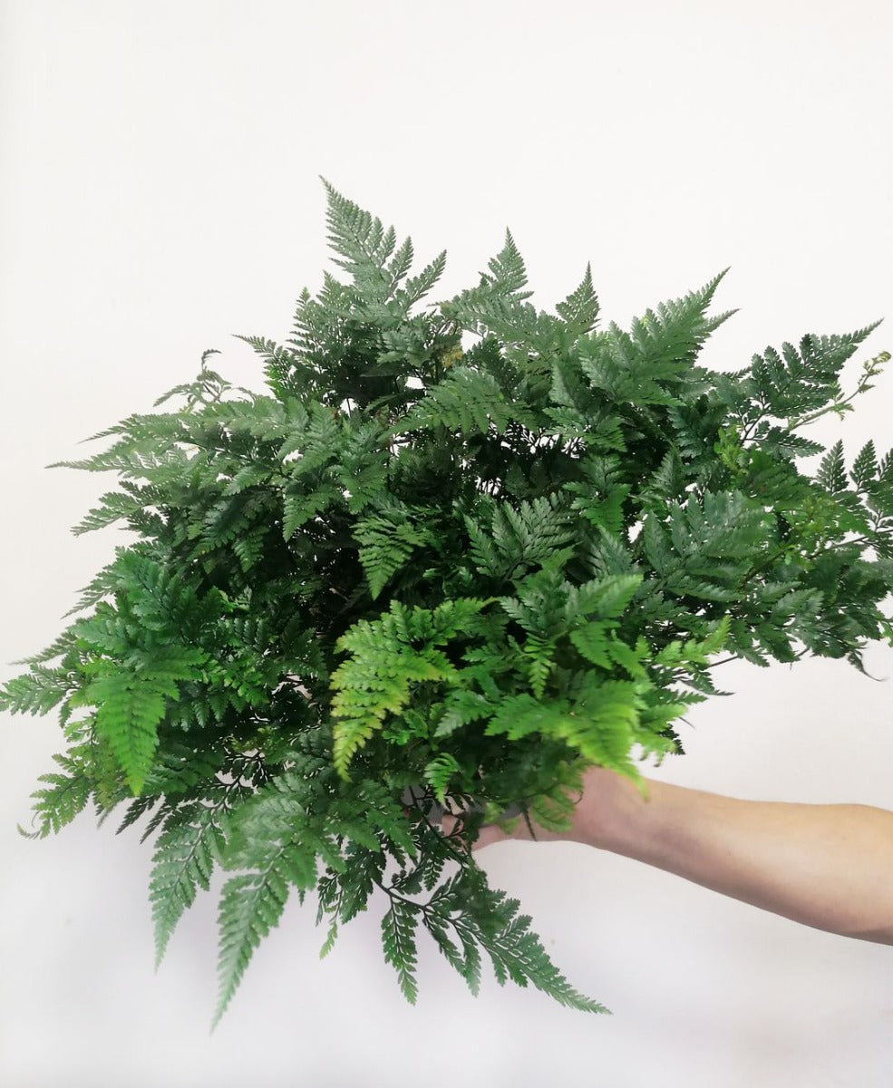 HUMATA TYERMANNII FELCE VASO 17CM
