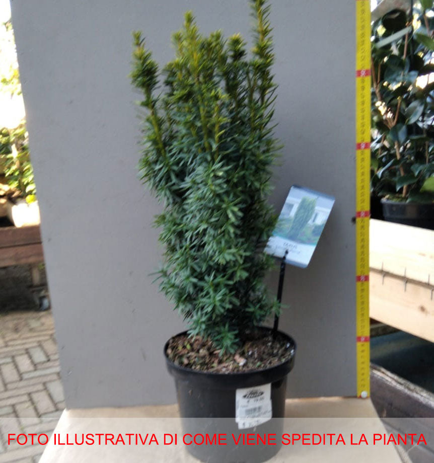 TAXUS BACCATA DAVID VASO 19CM