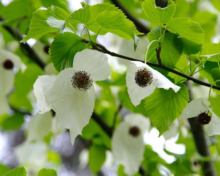 DAVIDIA INVOLUCRATA ALBERO DEI FAZZOLETTI VASO 19CM