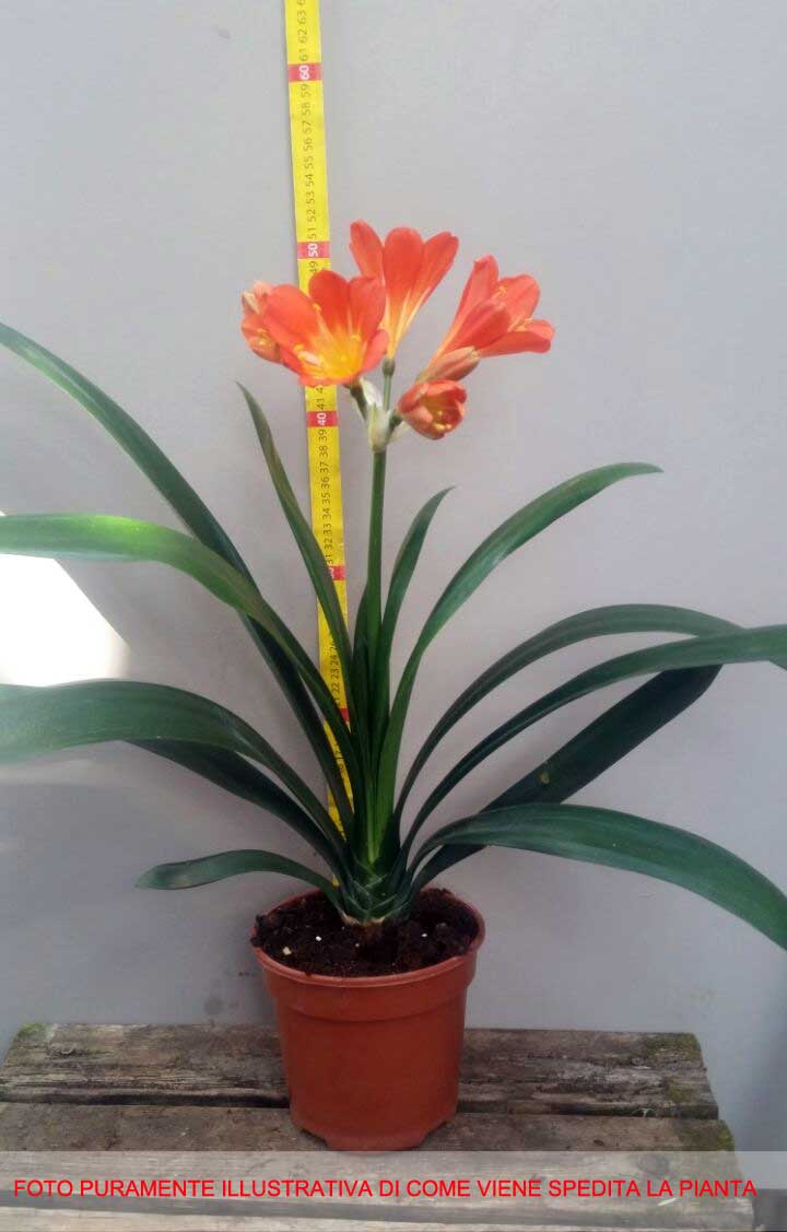 CLIVIA MINIATA IN VASO 13CM ARANCIONE O GIALLA