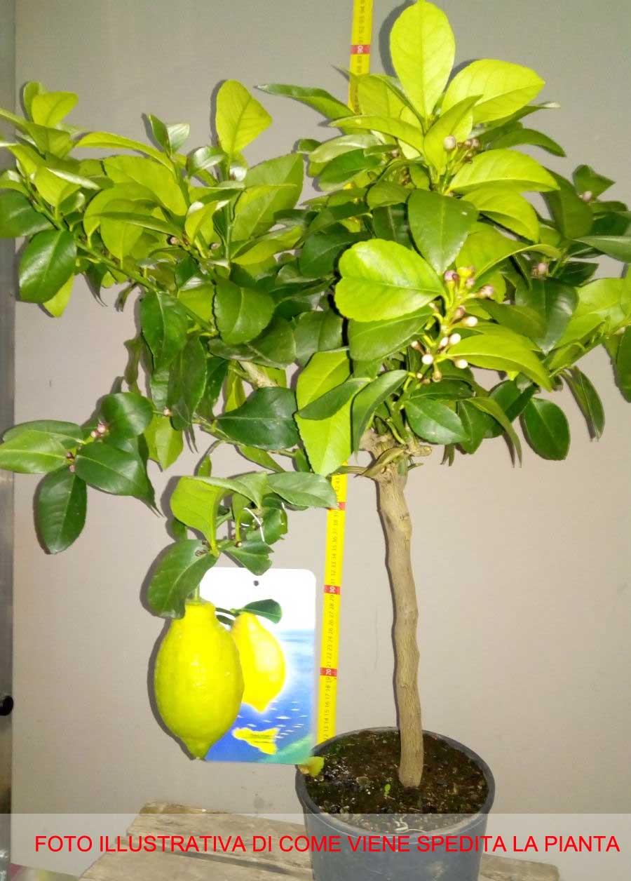 LIMONE CITRUS LIMON IN VASO 20CM