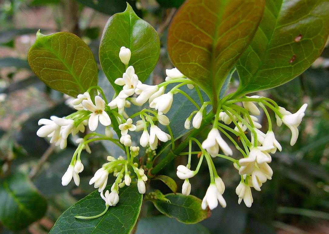 OSMANTHUS FRAGRANS OLEA FRAGRANS BIANCO VASO 20CM