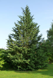 CUPRESSOCYPARIS CIPRESSO LEYLANDII VASO 18CM