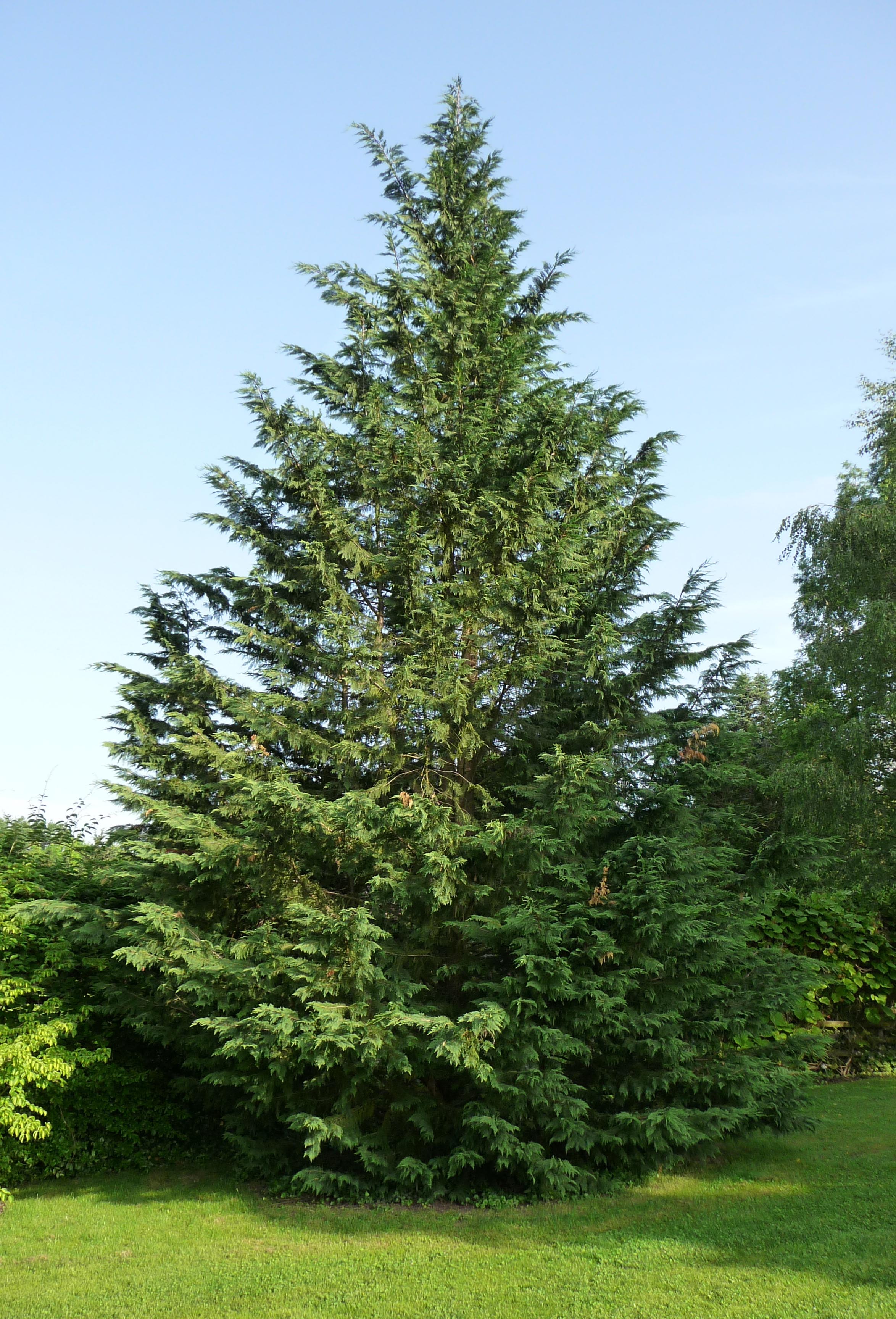 CUPRESSOCYPARIS CIPRESSO LEYLANDII VASO 18CM