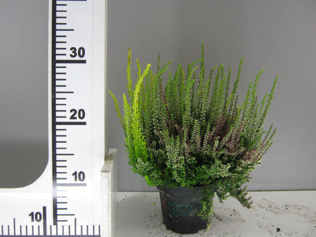 ERICA CALLUNA BEAUTY LADIES VASO