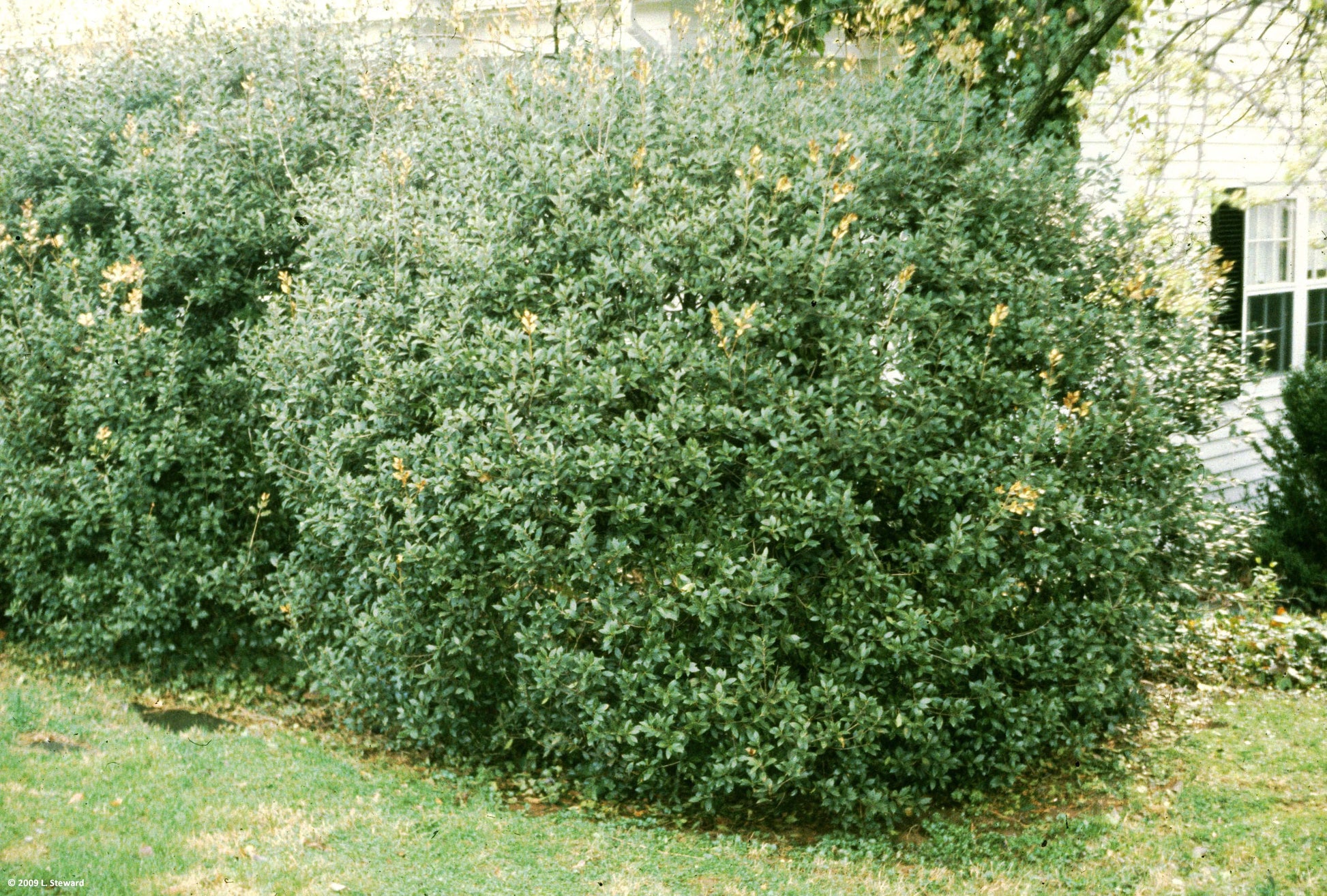 OSMANTHUS FRAGRANS OLEA FRAGRANS BIANCO VASO 20CM