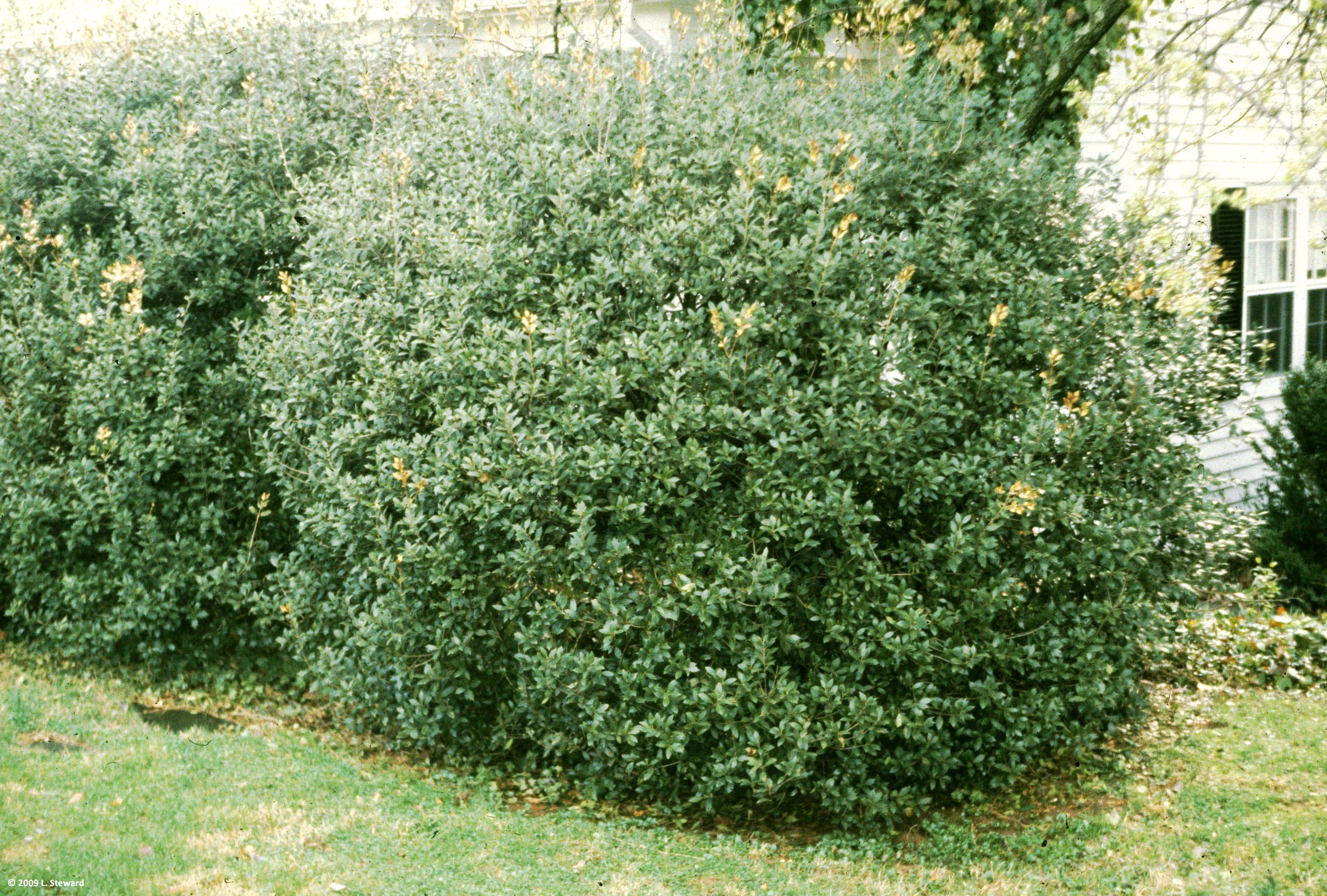 OSMANTHUS FRAGRANS OLEA FRAGRANS BIANCO VASO 24CM