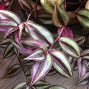 TRADESCANTIA ZEBRINA VASO 12CM